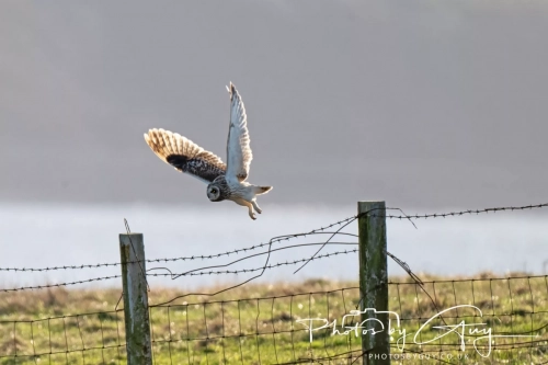 02 January 2025 : Short Eared Owl , Workington