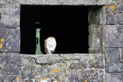 18-21 Nov 2024 : Cleator Moor, Cumbria - Barn owl 