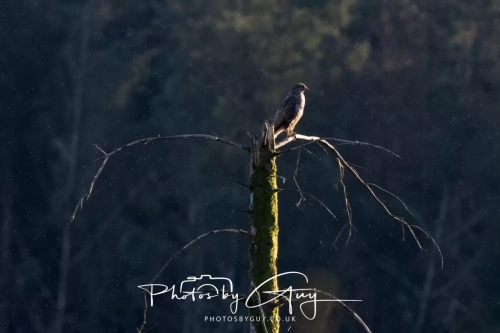 7 April 2025 : Cleator Moor area, West Cumbria : Buzzard