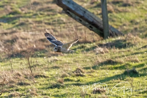 02 January 2025 : Short Eared Owl , Workington
