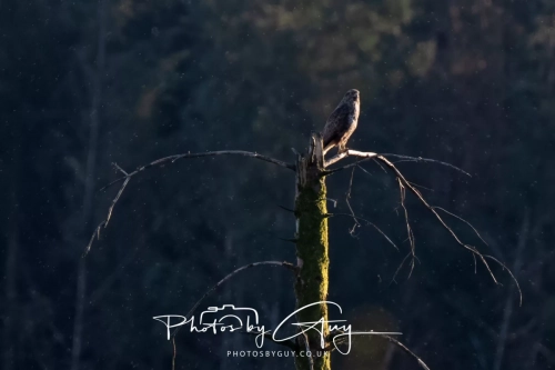 9-11 April 2025 : Parkside, Cleator Moor, West Cumbria - Buzzard