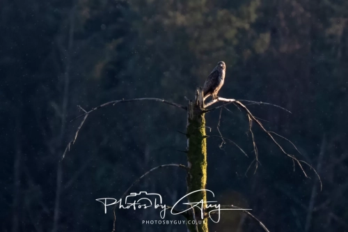 7 April 2025 : Cleator Moor area, West Cumbria : Buzzard