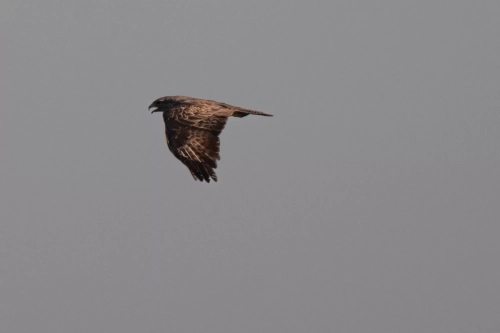 7 April 2025 : Cleator Moor area, West Cumbria : Buzzard