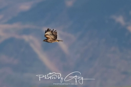 9-11 April 2025 : Parkside, Cleator Moor, West Cumbria - Buzzard