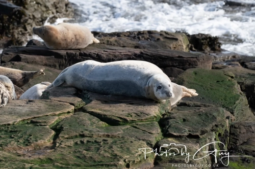 22 Feb 2025 Grey Seals - Whitely Bay, St Marys Lighthouse, Northumbria