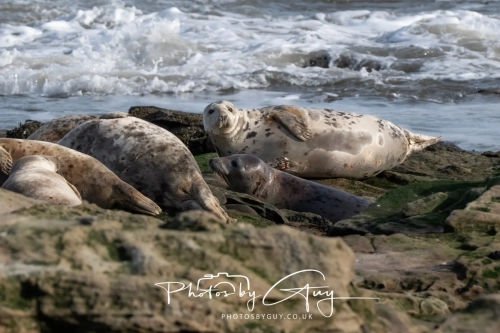 22 Feb 2025 Grey Seals - Whitely Bay, St Marys Lighthouse, Northumbria