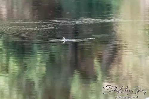 10 October 2024 : West Cumbria : Little Grebe