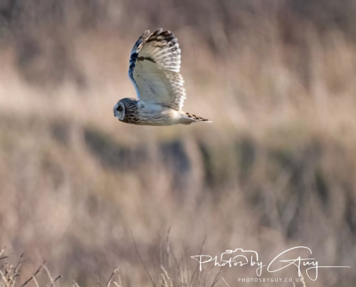 02 January 2025 : Short Eared Owl , Workington