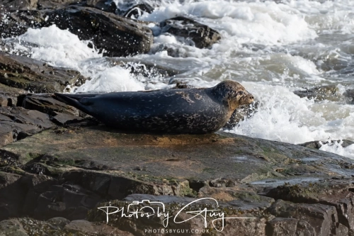 22 Feb 2025 Grey Seals - Whitely Bay, St Marys Lighthouse, Northumbria