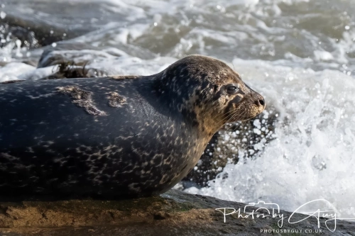 22 Feb 2025 Grey Seals - Whitely Bay, St Marys Lighthouse, Northumbria