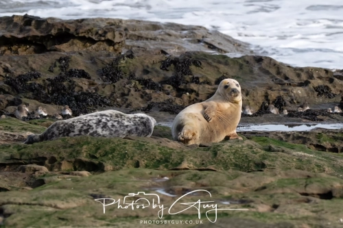 22 Feb 2025 Grey Seals - Whitely Bay, St Marys Lighthouse, Northumbria