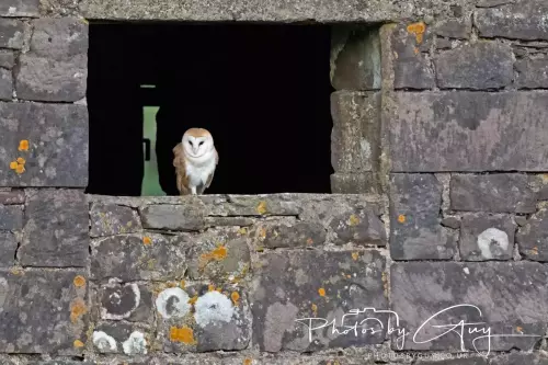 18-21 Nov 2024 : Cleator Moor, Cumbria - Barn owl 