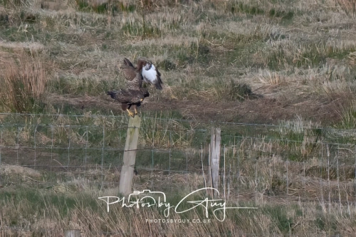9-11 April 2025 : Parkside, Cleator Moor, West Cumbria - Buzzards mating