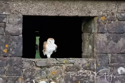18-21 Nov 2024 : Cleator Moor, Cumbria - Barn owl 