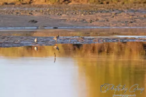 10 October 2024 : Esk River, West Cumbria : Redshank