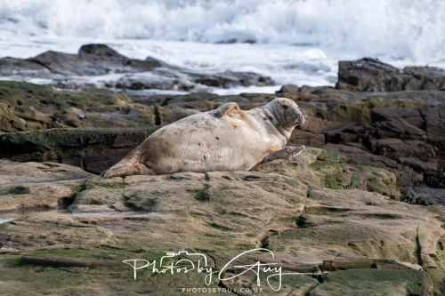 22 Feb 2025 Grey Seals - Whitely Bay, St Marys Lighthouse, Northumbria