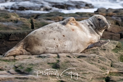 22 Feb 2025 Grey Seals - Whitely Bay, St Marys Lighthouse, Northumbria