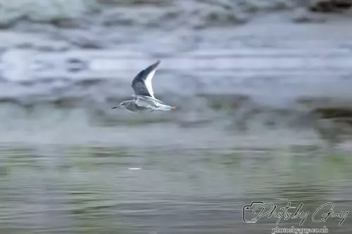 10 October 2024 : Esk River, West Cumbria : Redshank