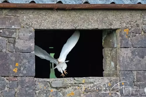 18-21 Nov 2024 : Cleator Moor, Cumbria - Barn owl 