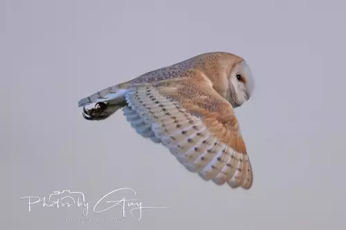 18-21 Nov 2024 : Cleator Moor, Cumbria - Barn owl 