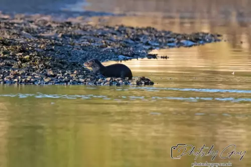 10 October 2024 : Esk River, West Cumbria : Mother Otter with her Cub at dawn