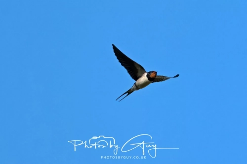 8 April 2025 : Cleator Moor area, West Cumbria : Swallow