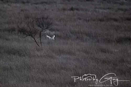 18-21 Nov 2024 : Cleator Moor, Cumbria - Barn owl 
