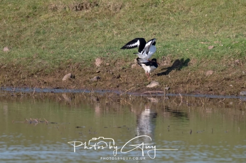 8 April 2025 : Cleator Moor area, West Cumbria : Mating Oyster Catchers