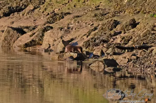 10 October 2024 : Esk River, West Cumbria : Mother Otter with her Cub at dawn