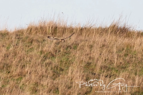 02 January 2025 : Short Eared Owl , Workington
