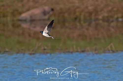 8 April 2025 : Cleator Moor area, West Cumbria : Swallow