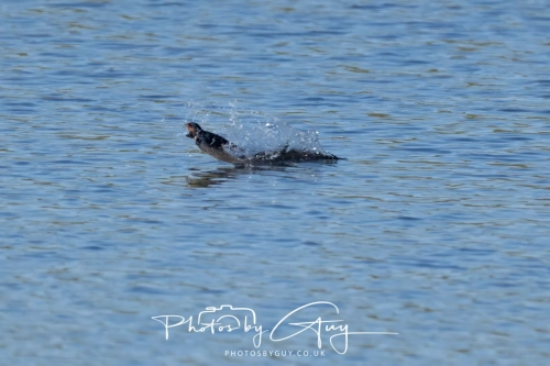 8 April 2025 : Cleator Moor area, West Cumbria : Swallow