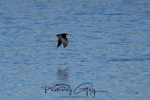 8 April 2025 : Cleator Moor area, West Cumbria : Swallow