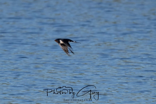 8 April 2025 : Cleator Moor area, West Cumbria : Swallow