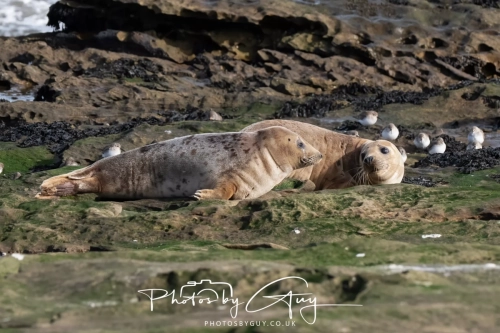 22 Feb 2025 Grey Seals- Whitely Bay, St Marys Lighthouse, Northumbria