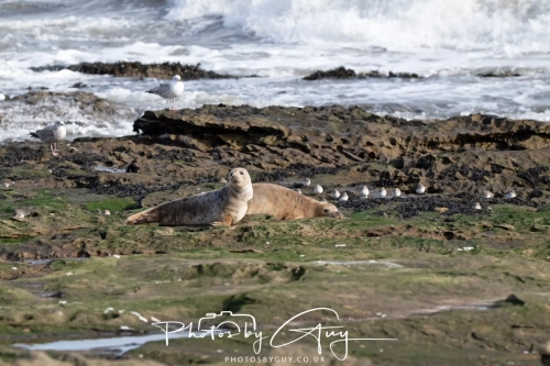 22 Feb 2025 Grey Seals- Whitely Bay, St Marys Lighthouse, Northumbria