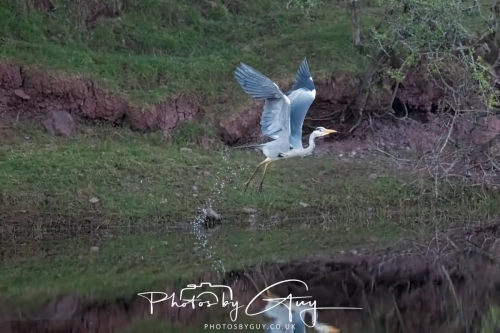 8 April 2025 : Cleator Moor area, West Cumbria : Grey Heron