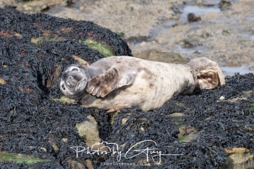 22 Feb 2025 Grey Seals- Whitely Bay, St Marys Lighthouse, Northumbria