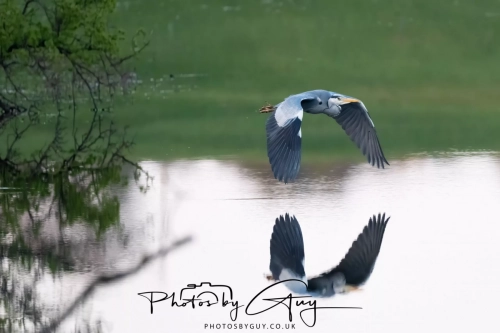 8 April 2025 : Cleator Moor area, West Cumbria : Grey Heron