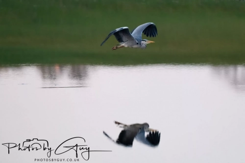 8 April 2025 : Cleator Moor area, West Cumbria : Grey Heron