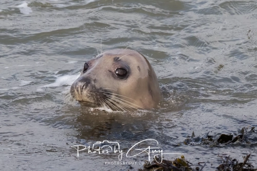 22 Feb 2025 Grey Seals- Whitely Bay, St Marys Lighthouse, Northumbria