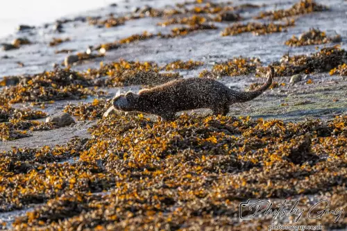 10 October 2024 : Esk River, West Cumbria : Mother Otter with her Cub at dawn