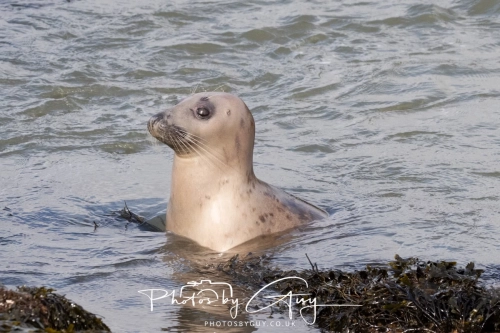 22 Feb 2025 Grey Seals- Whitely Bay, St Marys Lighthouse, Northumbria