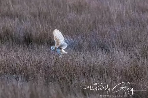 18-21 Nov 2024 : Cleator Moor, Cumbria - Barn owl 