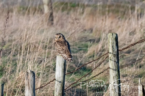 02 January 2025 : Short Eared Owl , Workington