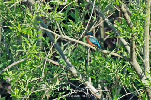 9-11 April 2025 : Parkside, Cleator Moor, West Cumbria - Kingfisher