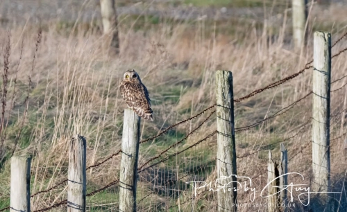 02 January 2025 : Short Eared Owl , Workington