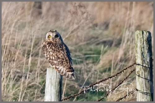 02 January 2025 : Short Eared Owl , Workington