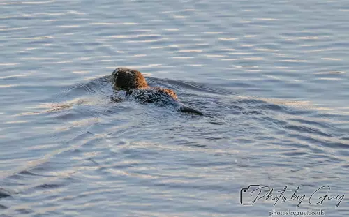 10 October 2024 : Esk River, West Cumbria : Mother Otter with her Cub at dawn