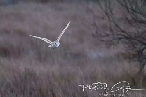 18-21 Nov 2024 : Cleator Moor, Cumbria - Barn owl 